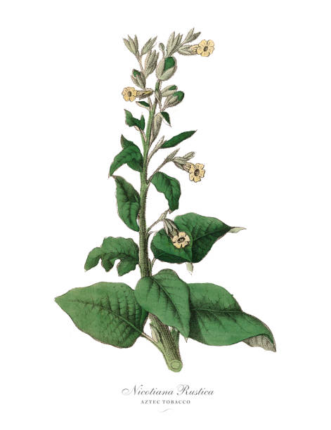 Nicotiana rustica, Aztec Tobacco Plants, Victorian Botanical Illustration Very Rare, Beautifully Illustrated Antique Engraved Victorian Botanical Illustration of Nicotiana rustica, Aztec Tobacco Plants, Published in 1886. Source: Original edition from my own archives. Copyright has expired on this artwork. Digitally restored. ornamental grass white background stock illustrations