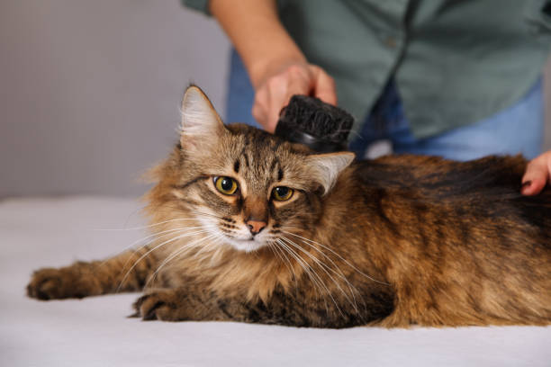 istock Tabby cat lying and enjoying being cleaned and combed. Combing the furry grey striped cat. The concept of pet care 1130963472