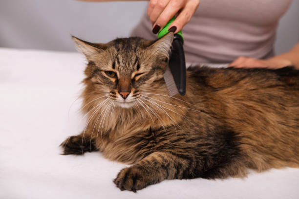 istock Tabby cat lying and enjoying being cleaned and combed. Combing the furry grey striped cat. The concept of pet care 1130963512