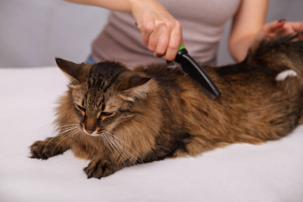 istock Tabby cat lying and enjoying being cleaned and combed. Combing the furry grey striped cat. The concept of pet care 1130963562