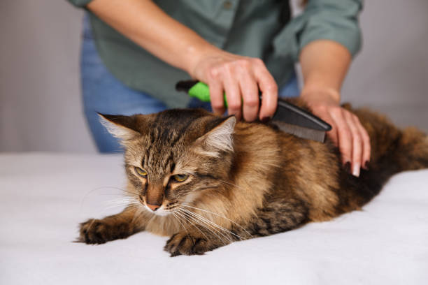 istock Tabby cat lying and enjoying being cleaned and combed. Combing the furry grey striped cat. The concept of pet care 1130963951