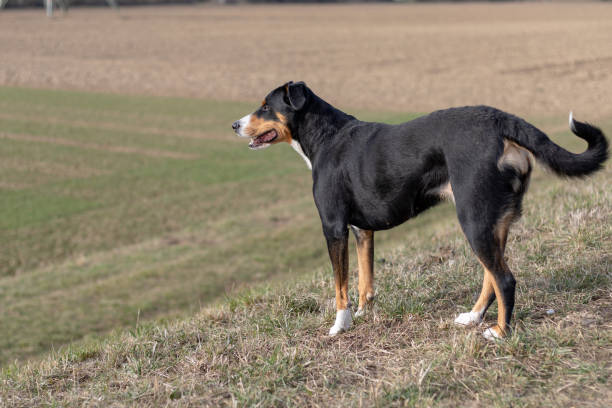 istock portrait of cute Dog 1130963963