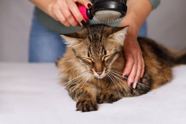 istock Tabby cat lying and enjoying being cleaned and combed. Combing the furry grey striped cat. The concept of pet care 1130963978