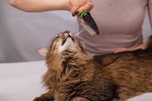 istock Tabby cat lying and enjoying being cleaned and combed. Combing the furry grey striped cat. The concept of pet care 1130964033