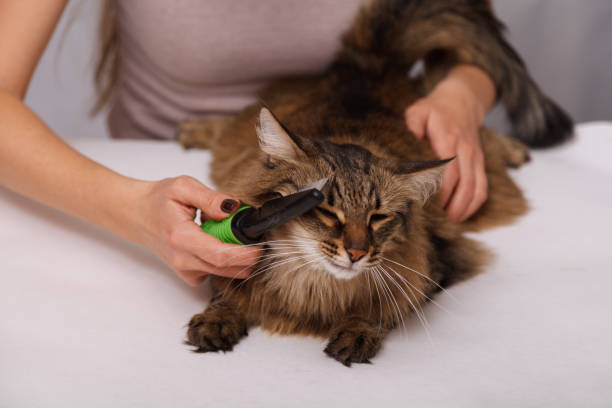 istock Tabby cat lying and enjoying being cleaned and combed. Combing the furry grey striped cat. The concept of pet care 1130964075