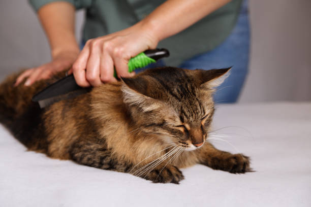 istock Tabby cat lying and enjoying being cleaned and combed. Combing the furry grey striped cat. The concept of pet care 1130964171