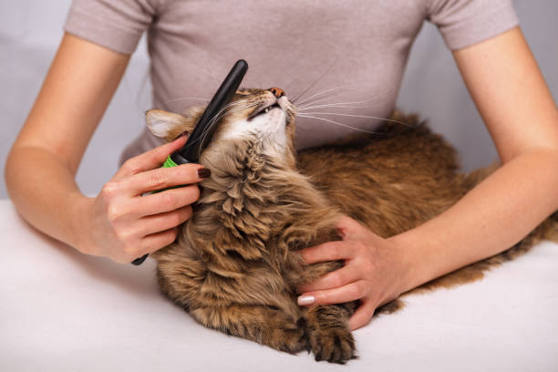 istock Tabby cat lying and enjoying being cleaned and combed. Combing the furry grey striped cat. The concept of pet care 1130964505
