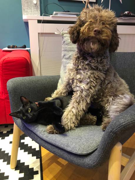 istock Dog And Cat At Home 1130964577
