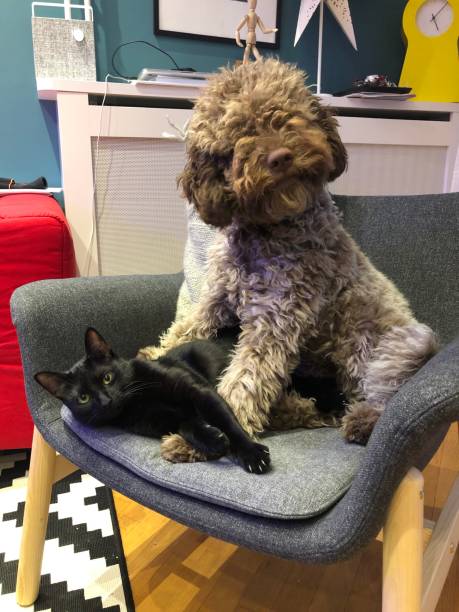 istock Dog And Cat At Home 1130964582