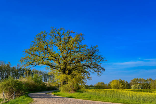 additional keywords: müritz, moltzow, rambow, evening light, nature park