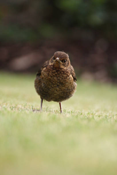 Bird on lawn in garden stock photo