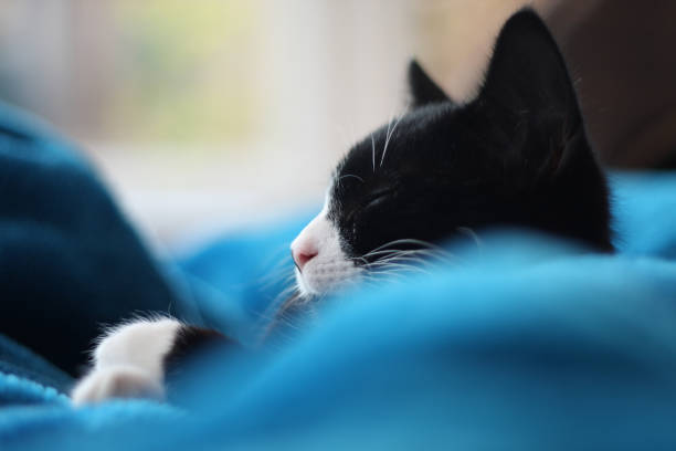 Black and white kitten relaxes in blue blanket stock photo