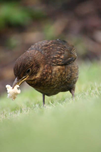 Bird pecks at a crumb of bread on lawn in garden stock photo