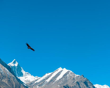Nepal - Hawk hunting in Himalayas