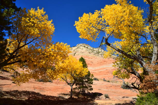 istock Autumn Trees in Zion National Park 1130967969