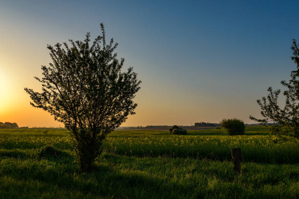 Sunrise over a field near Rambow in the "Mecklenburgische Schweiz" ("Mecklenburg Switzerland") additional keywords: müritz, moltzow, rambow, morning light, nature park muritz national park photos stock pictures, royalty-free photos & images