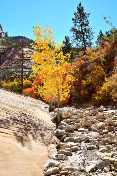 istock Autumn Trees in Zion National Park 1130968134