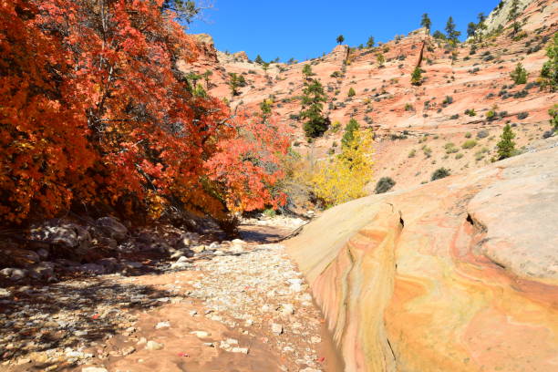 istock Autumn Trees in Zion National Park 1130968238