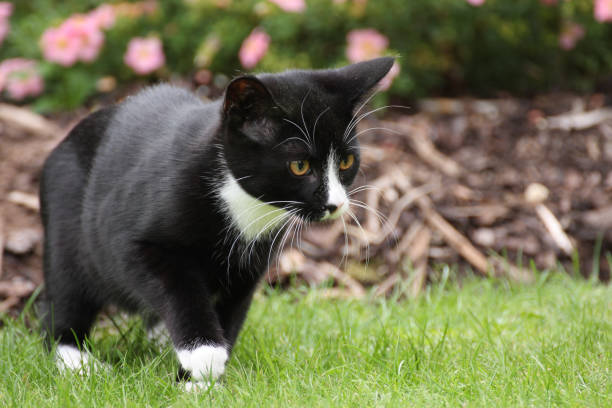 Black and white kitten stalking across grass stock photo