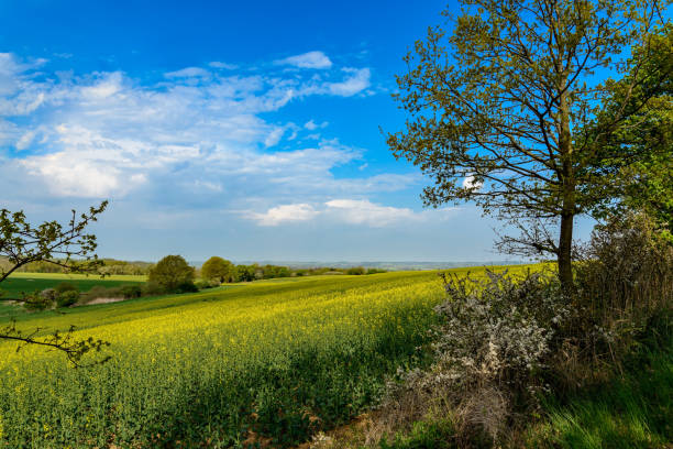 Gently rolling landscape in the "Mecklenburgische Schweiz" ("Mecklenburg Switzerland") near the town of Moltzow additional keywords: müritz, moltzow, rambow, nature park muritz national park photos stock pictures, royalty-free photos & images