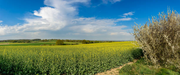 Blooming rapeseed field in a hilly scenery of the nature park "Mecklenburgische Schweiz" ("Mecklenburg Switzerland") near the town of Moltzow Panorama from 6 pictures - additional keywords: müritz, moltzow, rambow, nature park muritz national park photos stock pictures, royalty-free photos & images