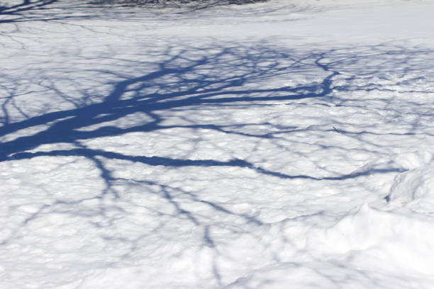 istock Winter snow texture showing the silhouette of a tree 1130968741