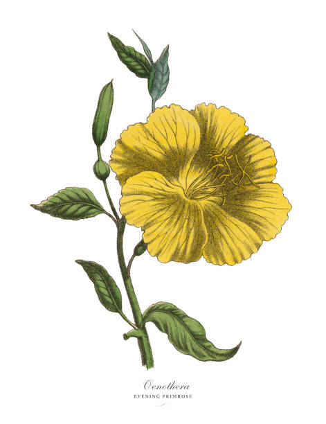 또는 달맞이꽃 식물, 빅토리 안 식물 일러스트 - primrose white background flower nature stock illustrations