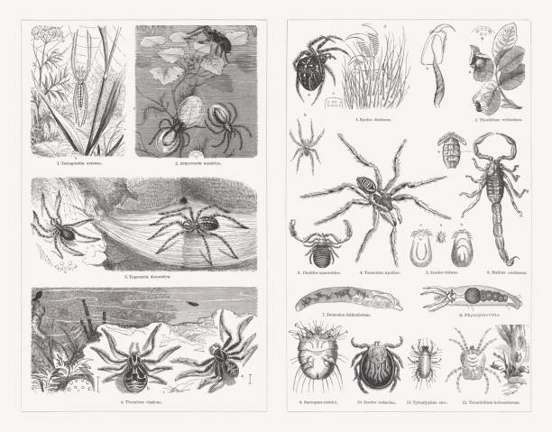 Spiders, wood engravings, published in 1897 Spiders, left side: 1) Long-jawed spider (Tetragnatha extensa), male, eye position (a); 2) Diving bell spider (Argyroneta aquatica), nest (a), eye position (b); 3) Domestic house spider (Tegenaria domestica), male (left), female (right), eye position (a); 4) Crab spider (Xysticus cristatus, or Thomisus viaticus), male (a), female (b), eye position (c). Right side: 1) Garden Spider (Araneus diadematus, or Epeira diadema), female (a), male (b), eye position (c), toe-poke of the domestic house spider (d), left jaw with poison gland (e); 2) Enoplognatha ovata (or Theridium redimitum), eggs (a), eye position (b); 3) House pseudoscorpion (Chelifer cancroides); 4) Tarantula (Lycosa tarantula, or Tarantula Apuliae), male; 5) Castor bean tick (Ixodes ricinus), empty female (a), soaked female - belly-side (b), back-side (c); 6) Yellow scorpion (Buthus occitanus), belly-detail with combs and air holes (a); 7) Demodex folliculorum on human hair (enlarged microscopically); 8) Eriophyes vitis (or Phytoptus vitis , enlarged microscopically); 9) Itch mite (Sarcoptes scabiei); 10) Tick (Ixodes reduvius); 11) Cheese mite (Tyrolichus casei, or Tyroglyphus siro); 12) Trombidium holosericeum, belly-side, natural size (a). Wood engravings, published in 1897. pseudoscorpion stock illustrations