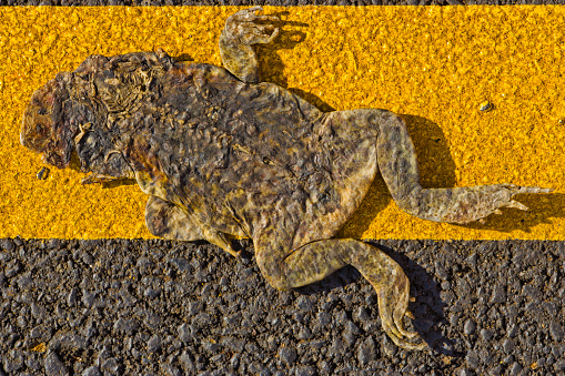 Road kill frog on Kauai