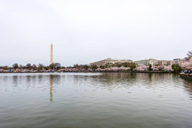 istock Tidal Basin During the Cherry Blossom Festival 1130971244