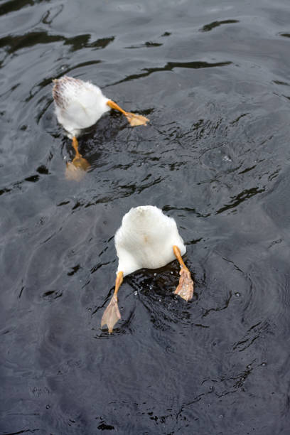 Two ducks in a pond, bottoms up
