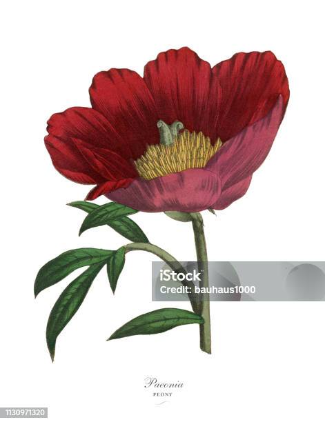 Paenoia Or Peony Plant Victorian Botanical Illustration Stock Illustration - Download Image Now