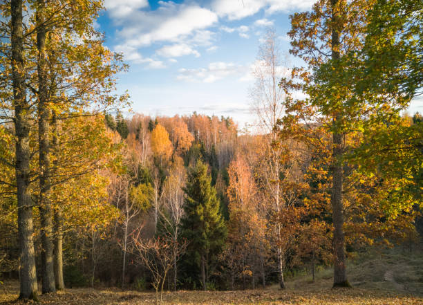 istock Colorful autumn scenery with trees down the walley 1130971333
