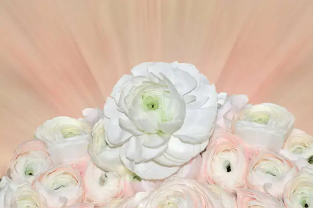 Beautiful bouquet of gentle pale-pink and white ranunculus flowers close up,  on blurred pink background with space for text - elegant detail for your floral or festive design