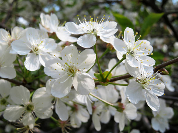 istock Blooming apple tree close-up, white flowers on the branch 1130972715