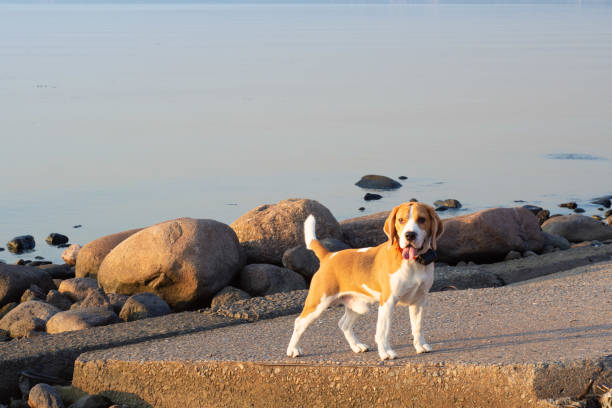 istock Cute beagle dog on a walk at the shore looking straight 1130972727
