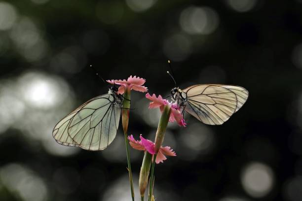 블랙-스플라인 화이트, 버터 플라이 - black veined white butterfly 뉴스 사진 이미지