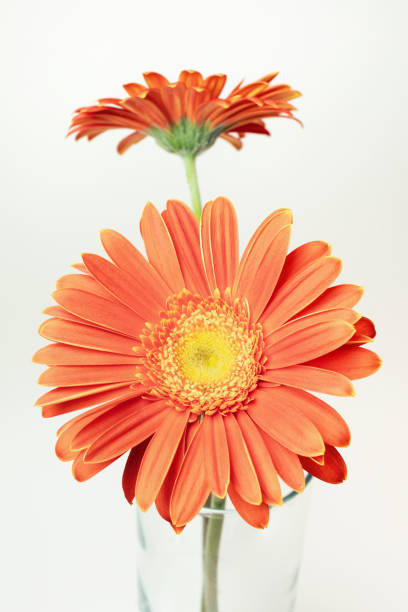 istock Fresh gerbera flowers, isolated on white 1130972878