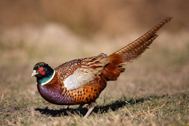 istock Ringnecked pheasant male, Phasianus colchicus, in natural habitat. 1130974005