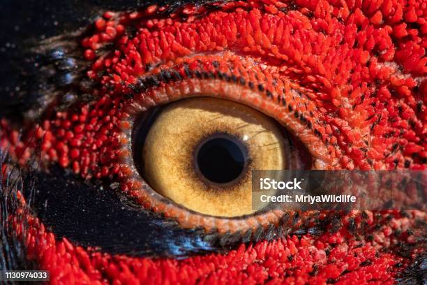 Pheasant Eye Closeup Macro Photo Eye Of The Ringnecked Pheasant Male Phasianus Colchicus Stock Photo - Download Image Now