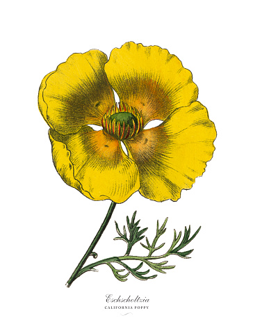 Very Rare, Beautifully Illustrated Antique Engraved Victorian Botanical Illustration of Eschscholtzia or California Poppy, Published in 1886. Source: Original edition from my own archives. Copyright has expired on this artwork. Digitally restored.
