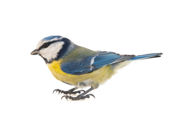 istock Blue tit, Cyanistes caeruleus, isolated on white background. 1130974366