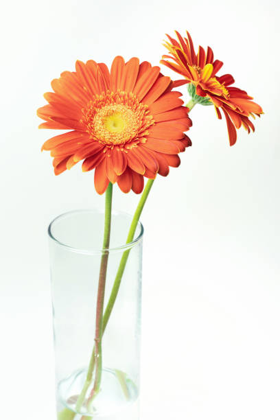 istock Fresh gerbera flowers, isolated on white 1130974510