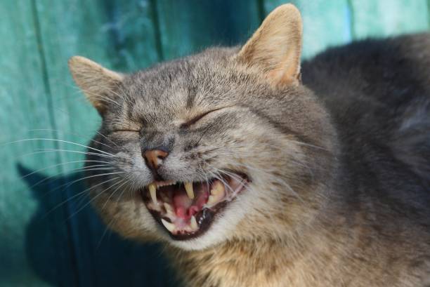 While picknicking in France, a cat came out of nowhere.
