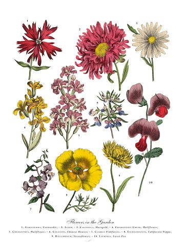 Very Rare, Beautifully Illustrated Antique Engraved Victorian Botanical Illustration of Exotic Flowers of the Garden, Published in 1886. Source: Original edition from my own archives. Copyright has expired on this artwork. Digitally restored.
