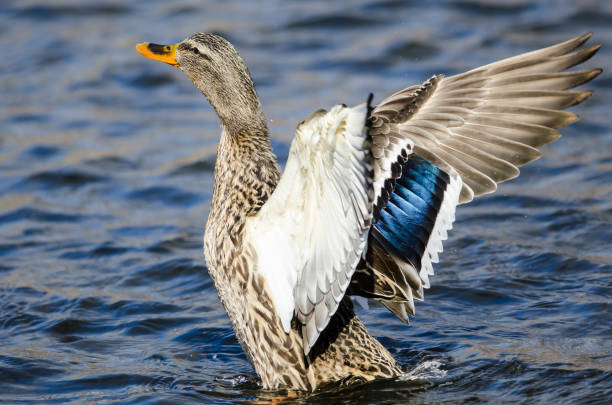 istock Mallard Duck Stretching Its Wings While Resting on the Water 1130975375