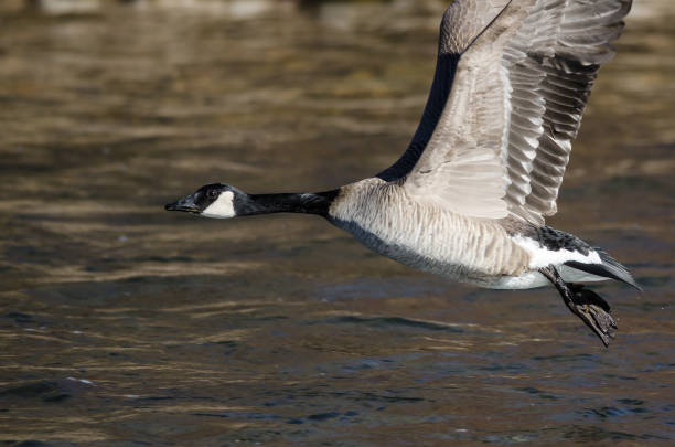 istock Canada Goose Taking to Flight from the River Water 1130975509