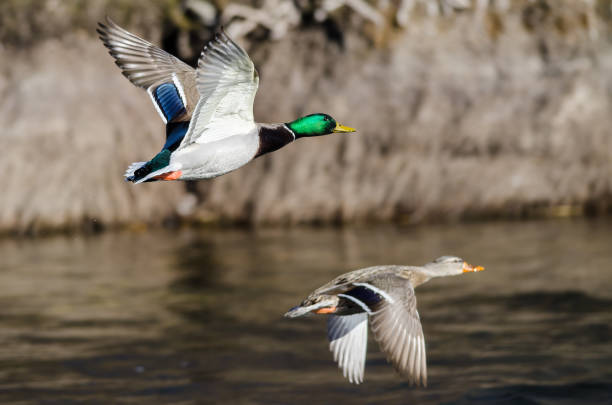 istock Pair of Mallard Ducks Flying Over the Flowing River 1130975579