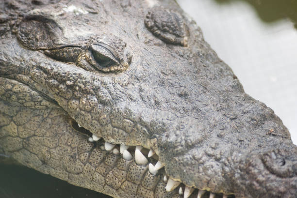 istock crocodile close up of face 1130975730