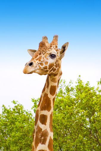giraffe with green trees and blue sky